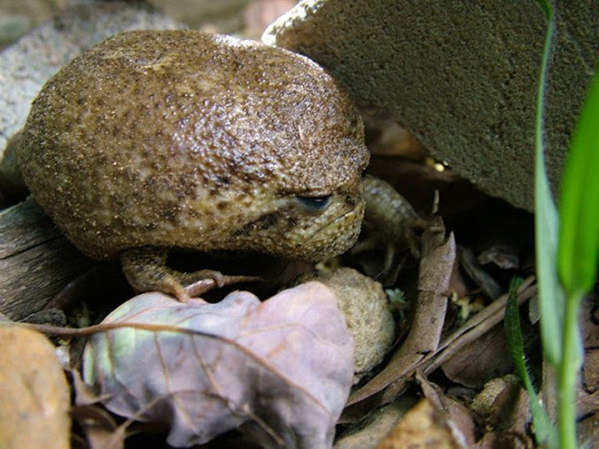 The world's grumpiest frog.