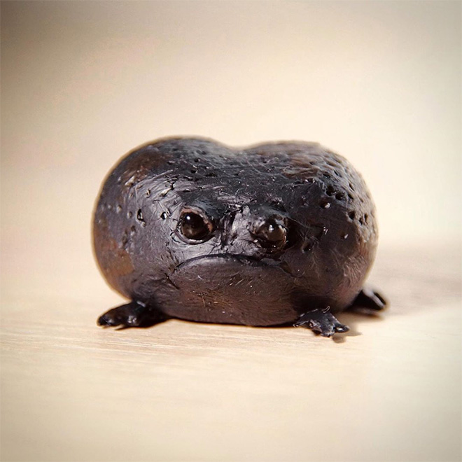 The world's grumpiest frog.