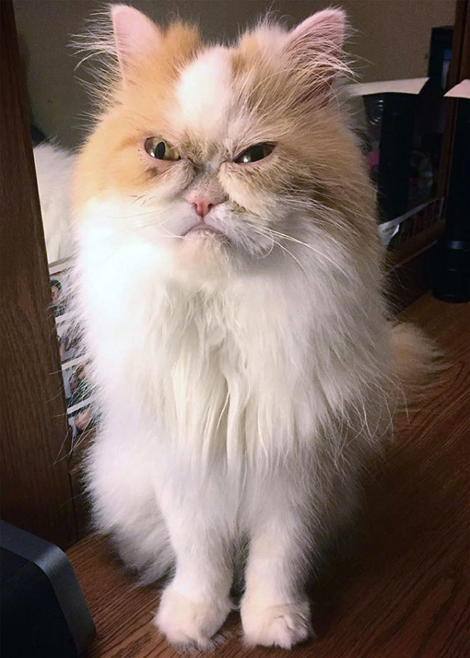 Cat judging your poor life decisions.