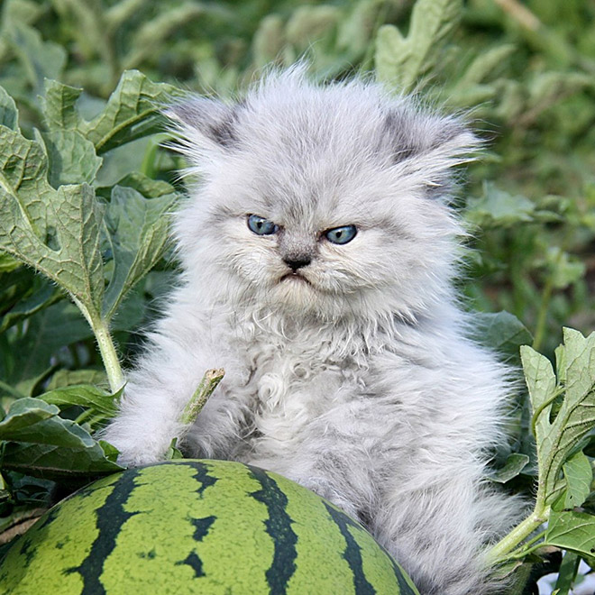 Cat judging your poor life decisions.