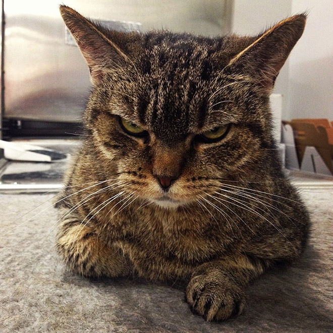 Cat judging your poor life decisions.