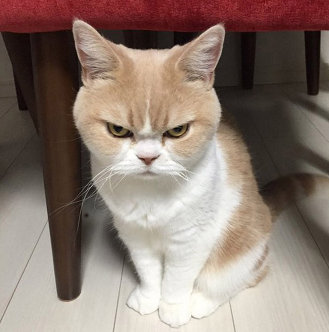 Cat judging your poor life decisions.