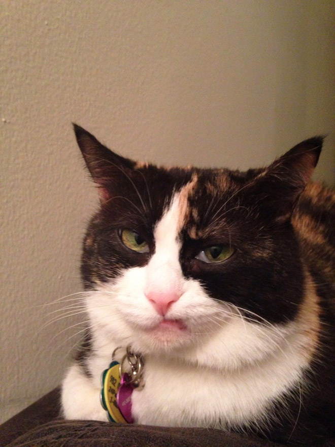 Cat judging your poor life decisions.