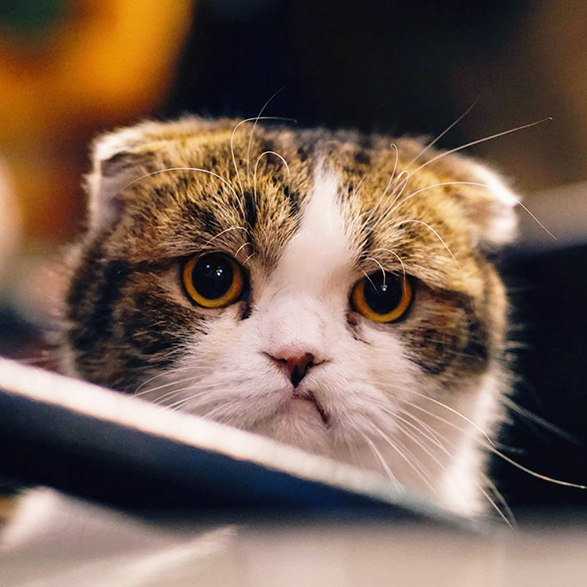 Cat judging your poor life decisions.