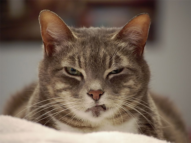 Cat judging your poor life decisions.