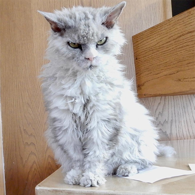 Cat judging your poor life decisions.