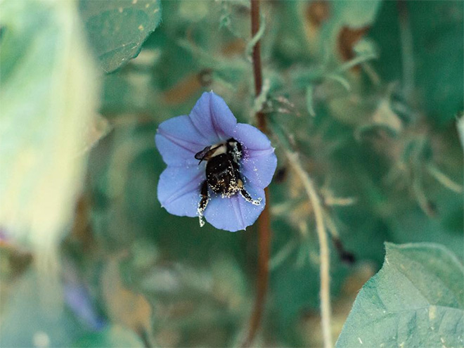 Really tired bumblebee sleeping in a flower.