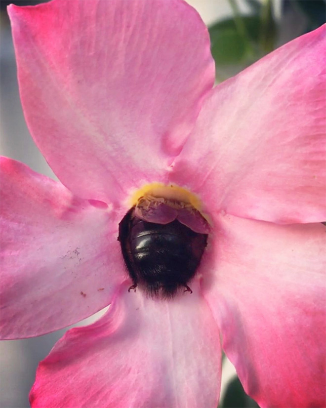 Really tired bumblebee sleeping in a flower.