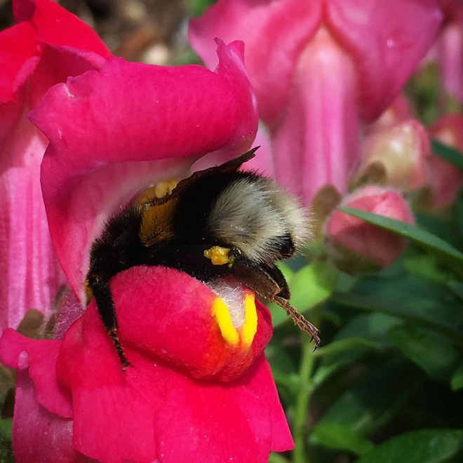 Really tired bumblebee sleeping in a flower.