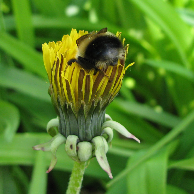 Really tired bumblebee sleeping in a flower.