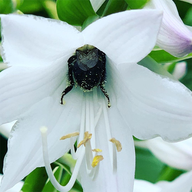 Really tired bumblebee sleeping in a flower.