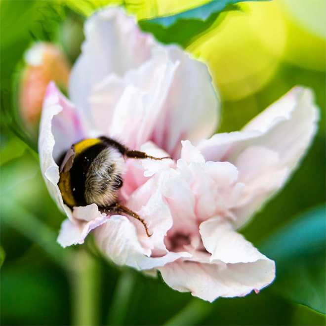 Really tired bumblebee sleeping in a flower.