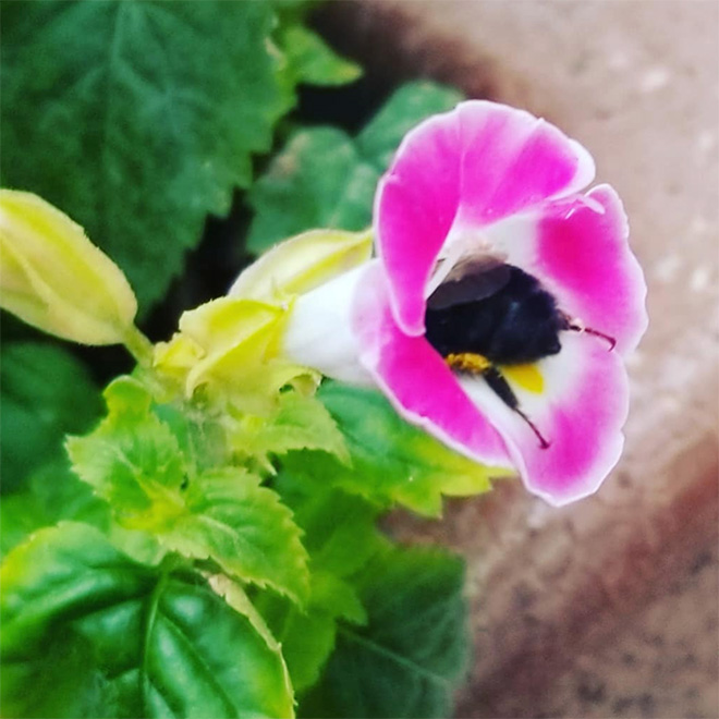 Really tired bumblebee sleeping in a flower.