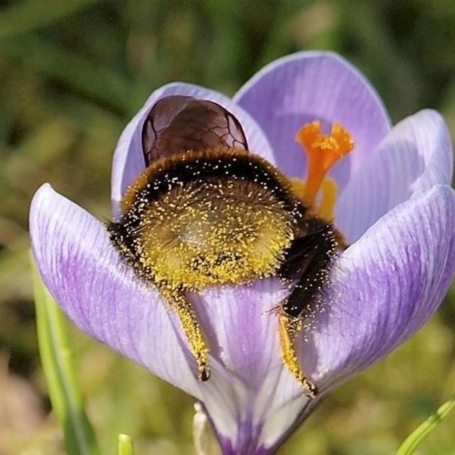 Really tired bumblebee sleeping in a flower.