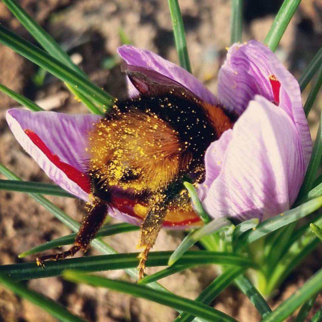 Really tired bumblebee sleeping in a flower.