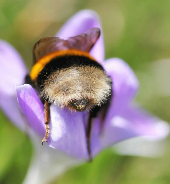 Really tired bumblebee sleeping in a flower.