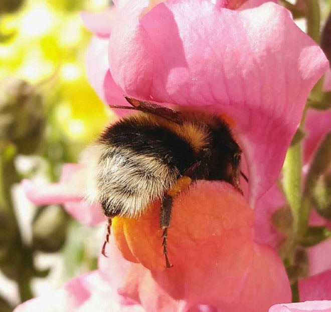 Really tired bumblebee sleeping in a flower.