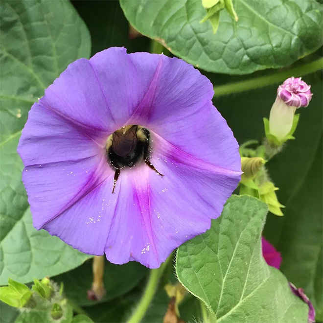 Really tired bumblebee sleeping in a flower.