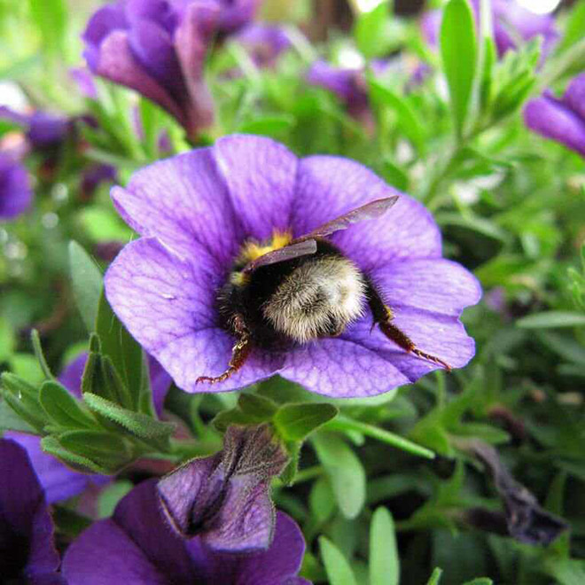 Really tired bumblebee sleeping in a flower.