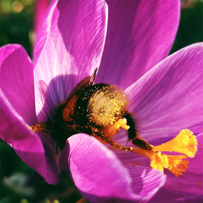 Really tired bumblebee sleeping in a flower.