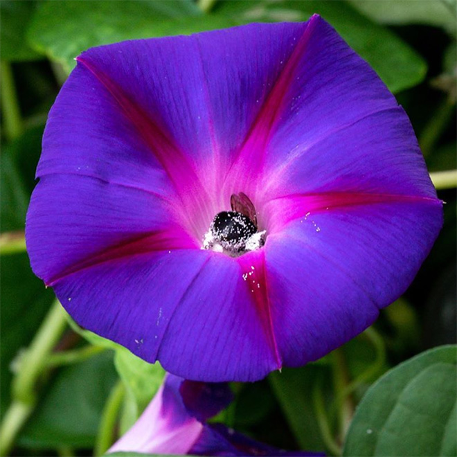 Really tired bumblebee sleeping in a flower.