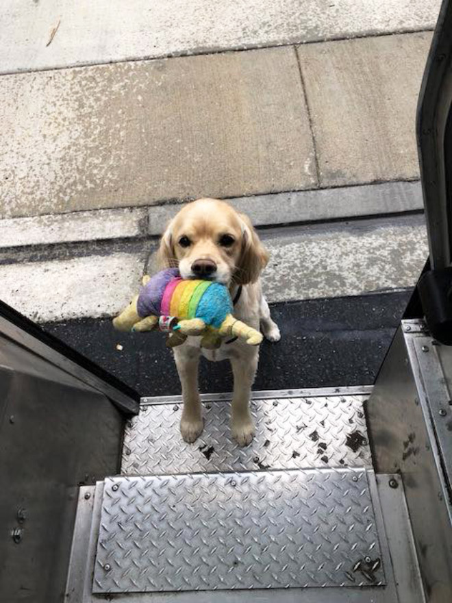 UPS drivers sometimes meet dogs along their daily route...