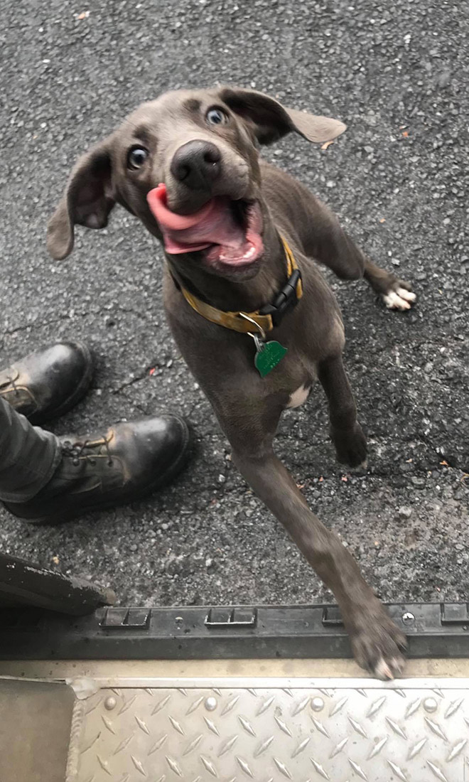 UPS drivers sometimes meet dogs along their daily route...