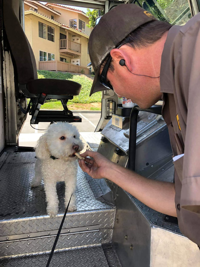 UPS drivers sometimes meet dogs along their daily route...