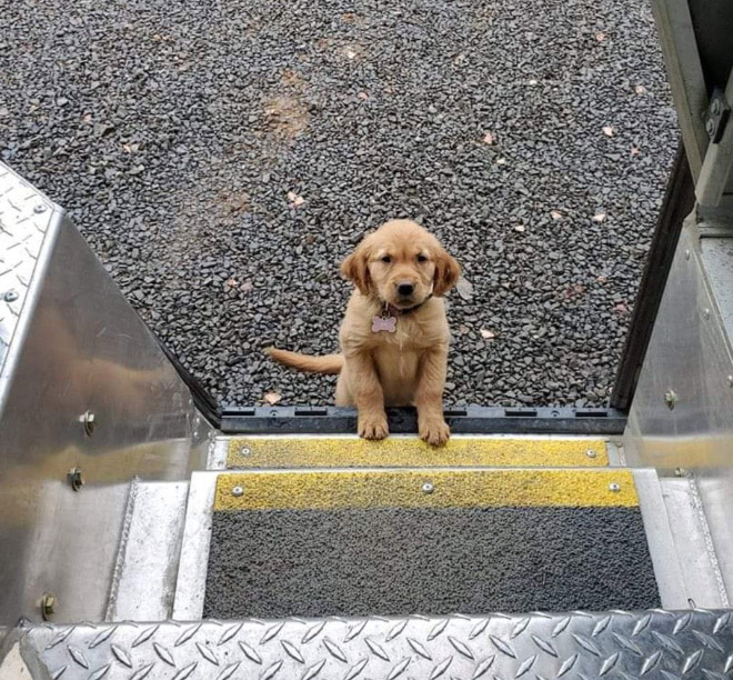 UPS drivers sometimes meet dogs along their daily route...