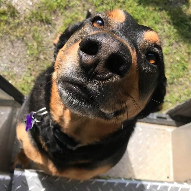 UPS drivers sometimes meet dogs along their daily route...