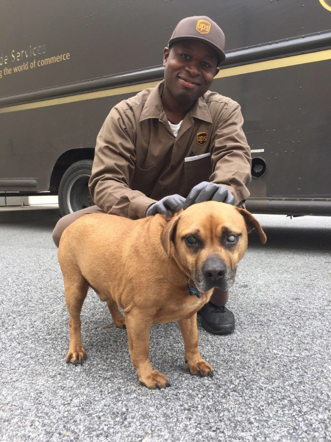 UPS drivers sometimes meet dogs along their daily route...