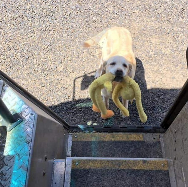 UPS drivers sometimes meet dogs along their daily route...