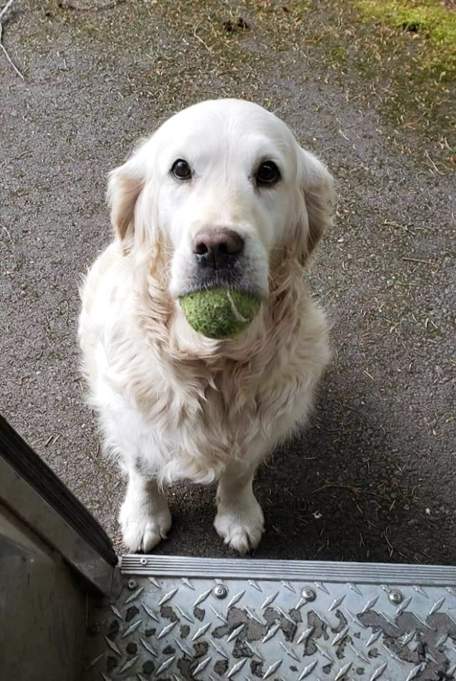 UPS drivers sometimes meet dogs along their daily route...