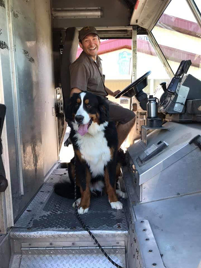 UPS drivers sometimes meet dogs along their daily route...