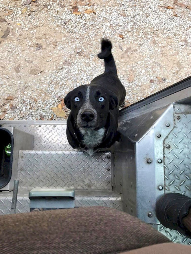 UPS drivers sometimes meet dogs along their daily route...