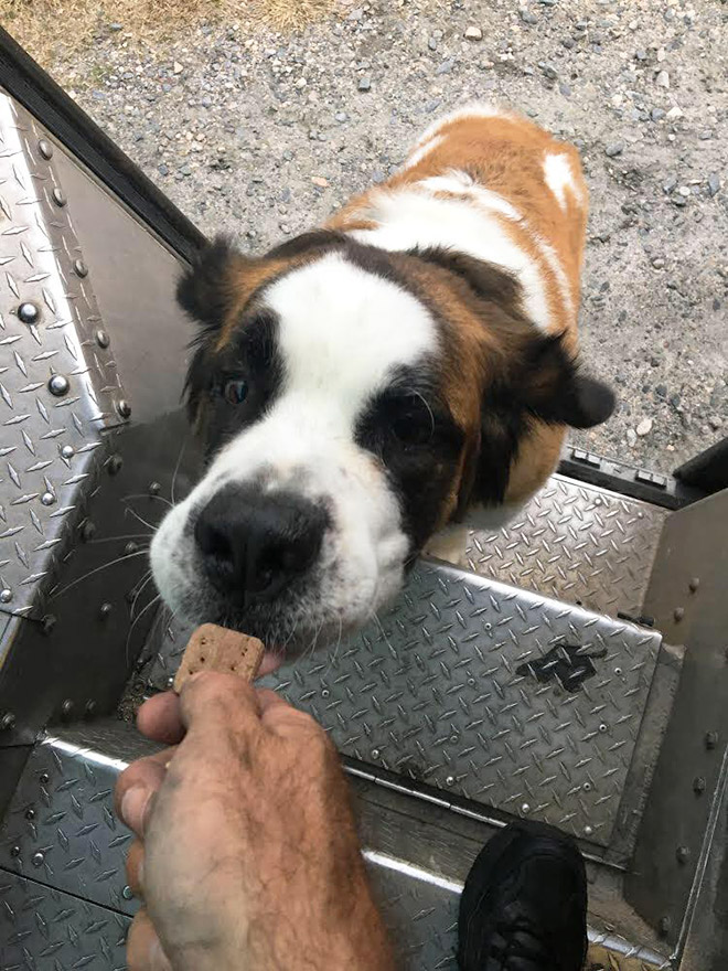 UPS drivers sometimes meet dogs along their daily route...