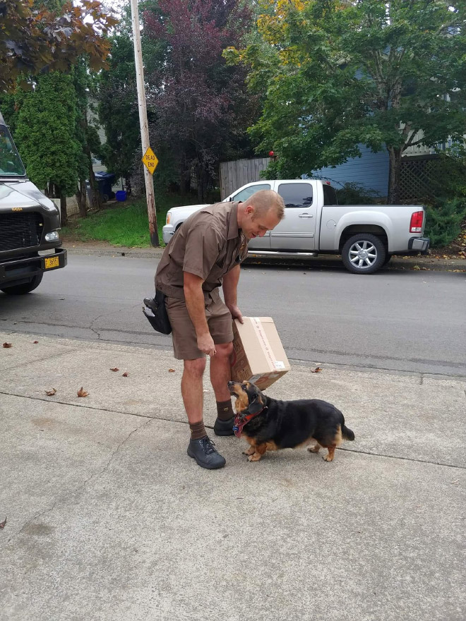 UPS drivers sometimes meet dogs along their daily route...