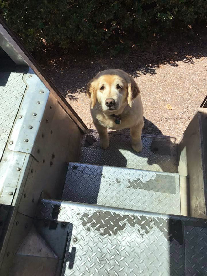 UPS drivers sometimes meet dogs along their daily route...