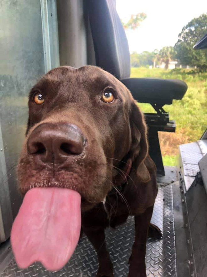 UPS drivers sometimes meet dogs along their daily route...