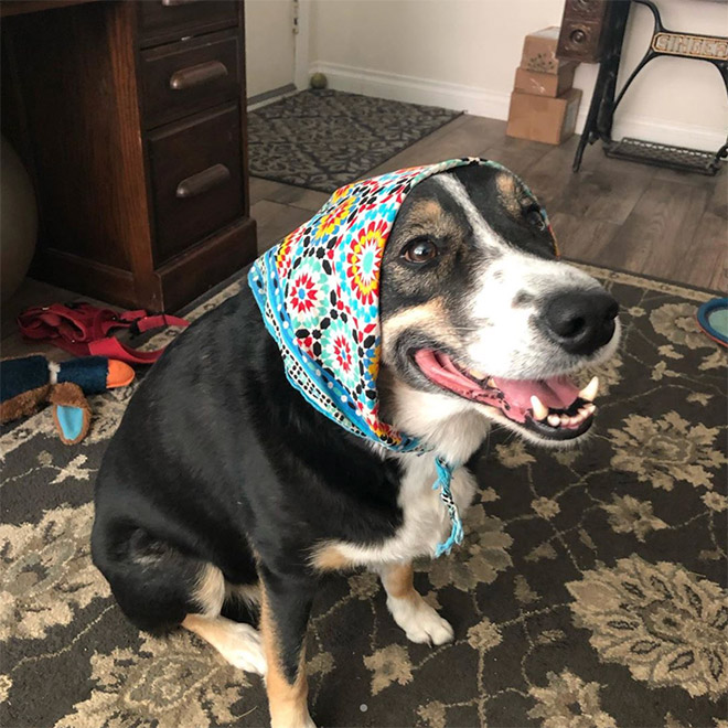 Babushka dog.