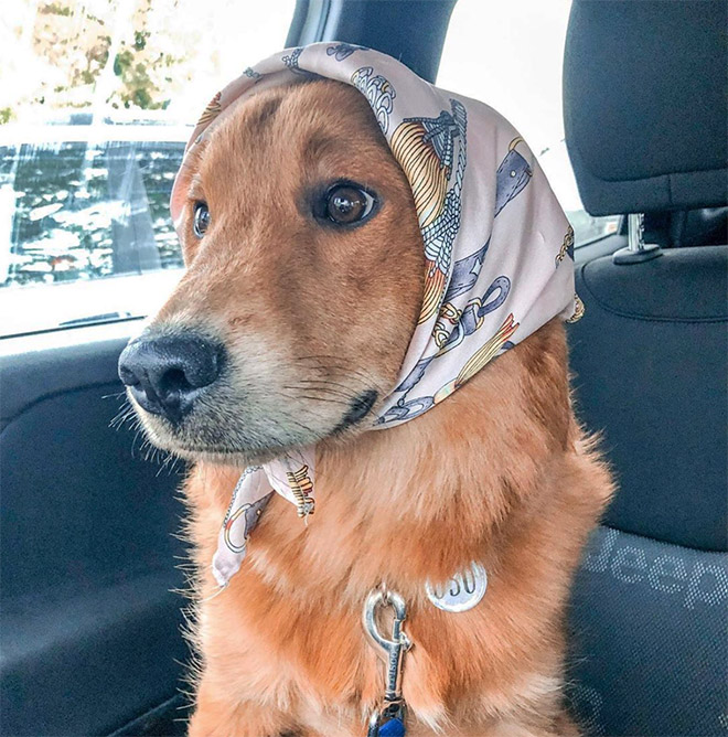 Babushka dog.