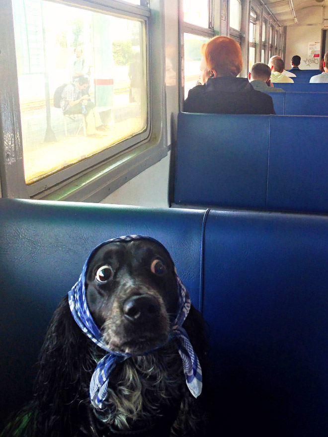 Babushka dog.