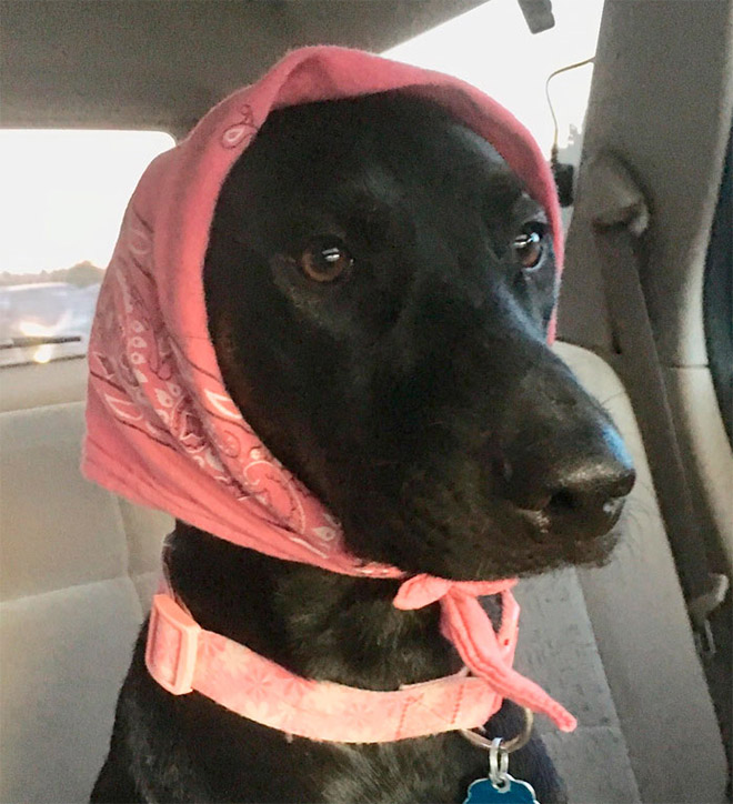 Babushka dog.