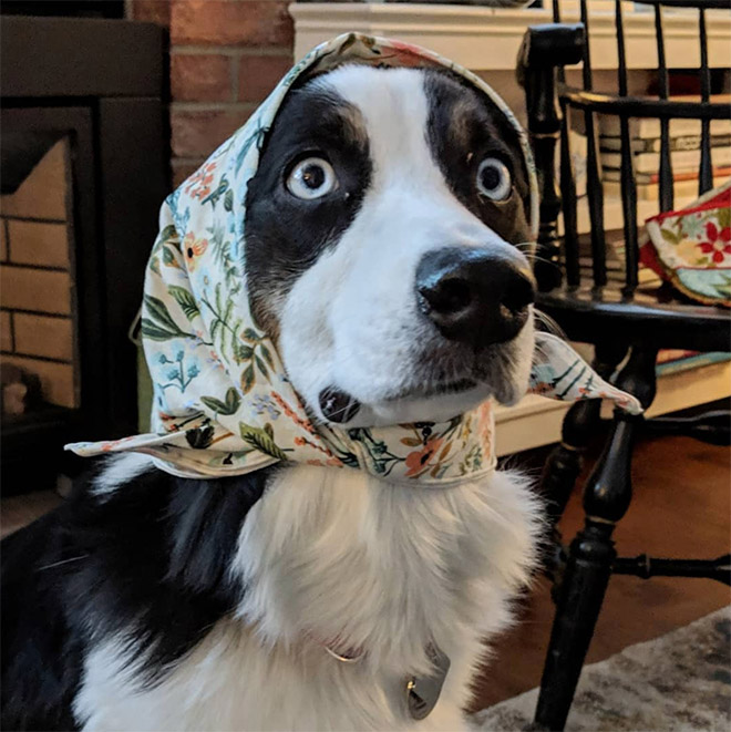 Babushka dog.