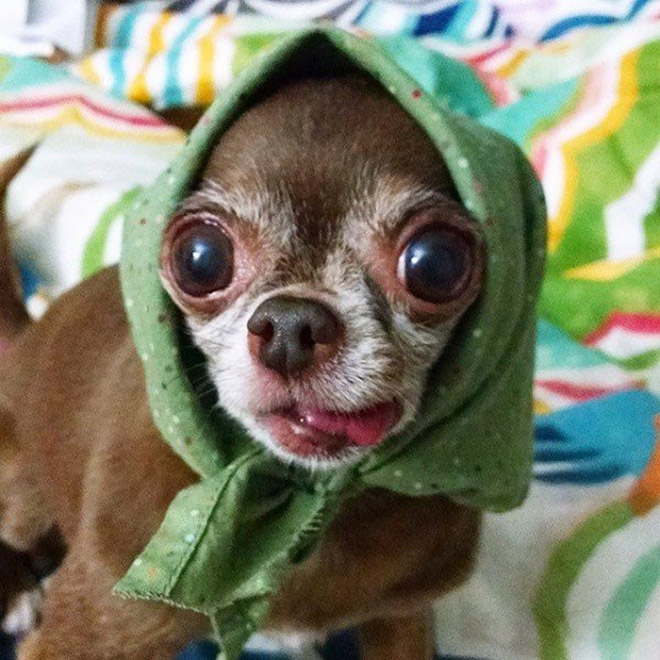 Babushka dog.