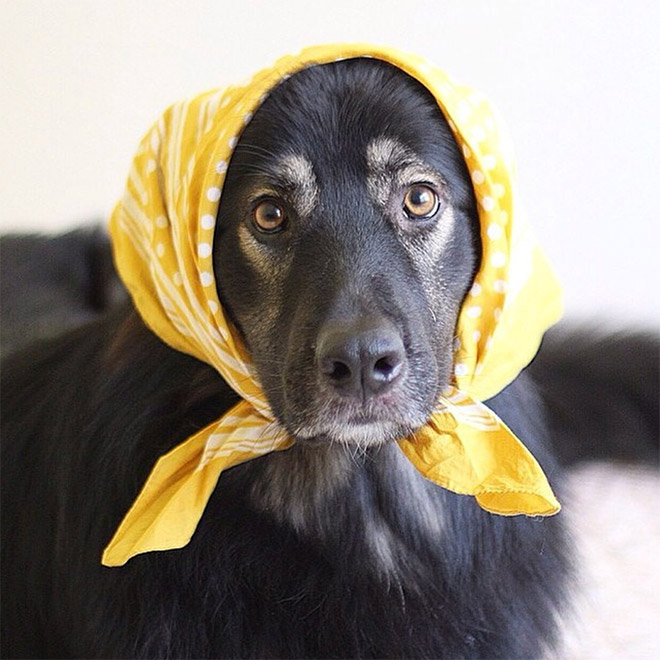 Babushka dog.