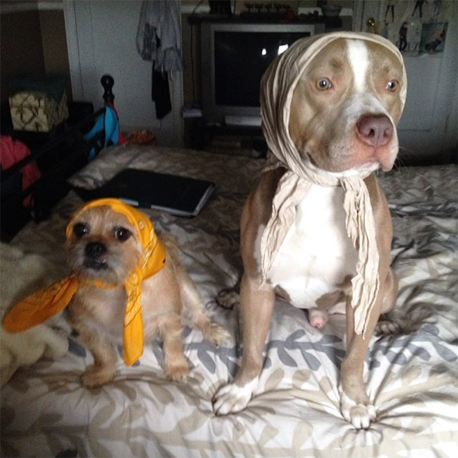 Babushka dogs.