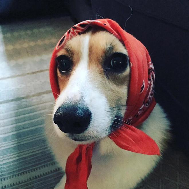 Babushka dog.