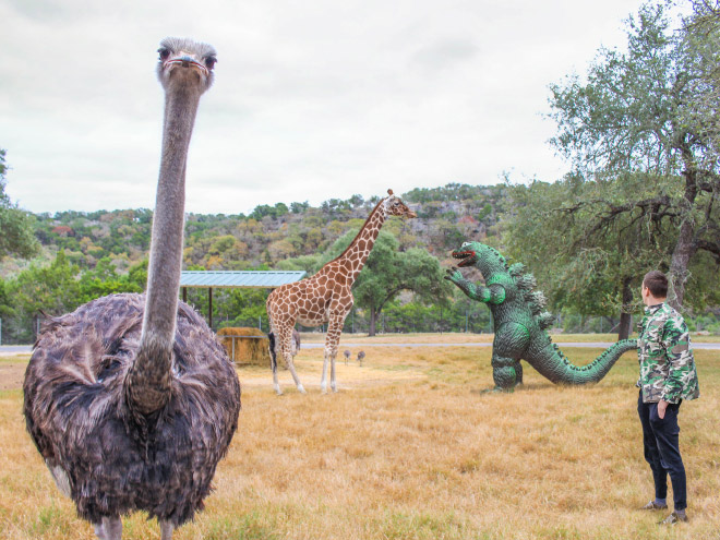 Hanging out with Godzilla.