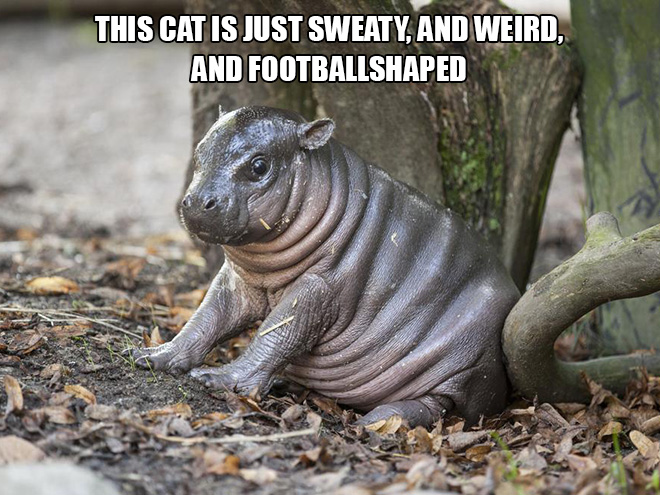 World's worst cat.
